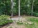 Large backyard with mature trees and lush greenery at 7312 Sweet Bay Ln, Raleigh, NC 27615