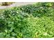 Lush ground cover provides a diverse and textured natural landscape at 101 Cardiff Pl, Chapel Hill, NC 27516