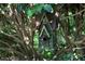 A decorative birdhouse nestled among tree branches at 104 San Sophia Dr, Chapel Hill, NC 27514