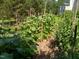 Lush garden with thriving plants and organized rows, perfect for gardening enthusiasts at 1123 Poplar Forest Ln, Pittsboro, NC 27312