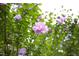 Close-up shot of vibrant purple flowers in full bloom, adding a touch of natural beauty at 404 Denton St, Durham, NC 27713