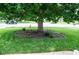 Front yard features a large tree, well-maintained lawn, and simple landscaping at 907 Stuart Dr, Mebane, NC 27302