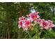 Close-up of pink lilies with green foliage in a peaceful backyard garden setting at 9728 Batesville Dr, Raleigh, NC 27617