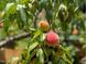 Backyard fruit tree produces ripe peaches ready for harvest at 414 W Markham Ave, Durham, NC 27701