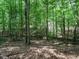 Backyard with mature trees and leaf-covered ground at 10101 Daviton Ct, Raleigh, NC 27615