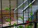 Green vines crawl on the black metal backyard fence at 200 Holly Branch Dr, Holly Springs, NC 27540