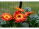 A close-up of vibrant orange and yellow Gerbera daisies in full bloom at 200 Holly Branch Dr, Holly Springs, NC 27540