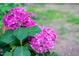 Close-up of a vibrant pink hydrangea in full bloom at 200 Holly Branch Dr, Holly Springs, NC 27540