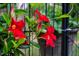 Vibrant red Mandevilla flowers climb along a black metal fence at 200 Holly Branch Dr, Holly Springs, NC 27540