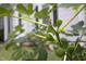Close up of a fig tree with growing figs at 2423 Farthing St, Durham, NC 27704