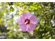 Close up of a blooming hibiscus flower at 2423 Farthing St, Durham, NC 27704