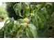 Close up of a fruit tree with growing fruit at 2423 Farthing St, Durham, NC 27704