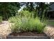 Wooden framed garden bed with budding plants growing inside at 2423 Farthing St, Durham, NC 27704