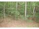 Wooded backyard with mature trees and undergrowth at 3145 Pier Pointe Dr, Creedmoor, NC 27522