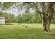 Picturesque pasture with grazing sheep and a large tree, creating a peaceful country atmosphere at 3679 Oak Lawn Farm Rd, Oxford, NC 27565