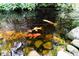 A serene koi pond featuring colorful fish swimming among rocks and lush greenery, enhancing the outdoor ambiance at 5920 Two Pines Trl, Wake Forest, NC 27587