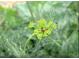 Close-up of a ladybug on a vibrant green plant with intricate, delicate leaves at 502 Yeowell Dr, Chapel Hill, NC 27514