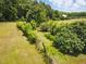 Overview of the landscape showing a landscaped yard with lots of greenery at 280 Phillips Rd, Selma, NC 27576