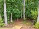 Serene wooded backyard area with mature trees and natural landscaping at 7502 Latteri Ct, Raleigh, NC 27613