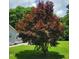 Beautiful Japanese maple tree in the front yard of this well-maintained home at 78 Phil Johnson Rd, Sanford, NC 27330