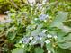 Close-up of beautiful blue and white hydrangeas in the yard at 128 Castlewood Dr, Cary, NC 27511