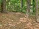 Natural path winding through the trees on the property, covered in fallen leaves at 128 Castlewood Dr, Cary, NC 27511