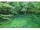 Picture of the lush greenery that comprises the backyard at 1907 Bivins St, Durham, NC 27707
