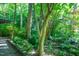 Lush backyard featuring a beautiful tree with smooth bark and vibrant greenery at 820 Runnymede Rd Rd, Raleigh, NC 27607