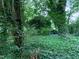 Overgrown backyard with thick ground cover, foliage and trees at 1806 Rendall St, Burlington, NC 27215
