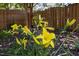 Beautiful flower garden featuring vibrant yellow daylilies at 317 Striped Maple Ct, Apex, NC 27539
