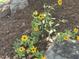 Beautiful yellow flowers in a well-maintained garden bed with mulch and rocks at 916 Woodside Park Ln, Durham, NC 27704