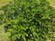 A healthy and meticulously maintained boxwood shrub at 160 Inverness St, Zebulon, NC 27597