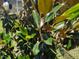 Close up of a healthy magnolia tree with vibrant green leaves and a flower bud at 160 Inverness St, Zebulon, NC 27597