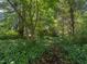 Lush backyard featuring ground cover, mature trees and a walking path, creating a private and serene outdoor space at 2400 Fairview Rd, Raleigh, NC 27608