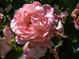 Close up shot of a lovely peach colored bloom at 2400 Fairview Rd, Raleigh, NC 27608