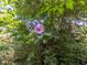 Close up of a lush hibiscus bush with large purple blossoms in a verdant backyard setting at 2400 Fairview Rd, Raleigh, NC 27608