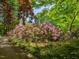 Lush front yard featuring a vibrant rhododendron bush with colorful blossoms at 2400 Fairview Rd, Raleigh, NC 27608