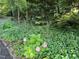Landscaping with pink hydrangeas surrounded by foliage in the garden at 3600 Trail 23 St, Durham, NC 27707