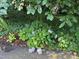 Landscaping with hydrangeas in the garden of this home at 3600 Trail 23 St, Durham, NC 27707