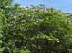 Green tree, with some white and pink blossoms, in the backyard at 3600 Trail 23 St, Durham, NC 27707