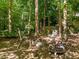 Wooded backyard featuring a cozy fire pit area, perfect for gatherings at 1 Gatesway Ct, Durham, NC 27707