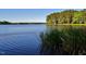 Scenic lake view with clear blue water, grassy reeds, and distant trees under a bright sky at 161 Jacob St, Holly Springs, NC 27540