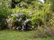 Yard view of flourishing hydrangea bushes enhancing the property's landscape at 94 Bynum Church Rd, Pittsboro, NC 27312