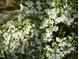 A stunning, blooming flower bush brings natural beauty to the home's landscape at 1040 Ivy Ln, Cary, NC 27511