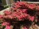 Beautiful pink azalea bushes surrounding the outdoor area, which enhance the outdoor space at 1040 Ivy Ln, Cary, NC 27511