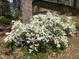 An elegant, blooming flower bush adds natural beauty to the surrounding landscape at 1040 Ivy Ln, Cary, NC 27511