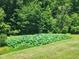 Scenic view of a serene pond filled with blooming lotus flowers, framed by lush green lawns and trees at 1413 Lily Creek Dr, Cary, NC 27518