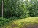 Lush backyard featuring a mossy ground cover and mature trees, offering a private natural retreat at 3652 E Cotton Gin Dr, Clayton, NC 27527