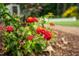 Lush garden with vibrant red and yellow lantana flowers at 4412 Pamlico Dr, Raleigh, NC 27609