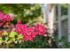 Vibrant pink roses bloom near the home, adding a touch of natural beauty to the landscape at 112 Sabiston Ct, Cary, NC 27519